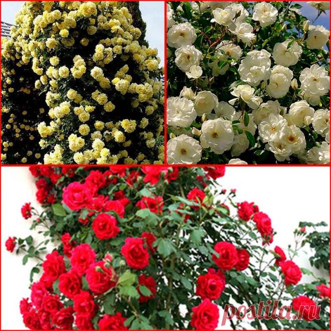 Роза Микс Плетистая (саженец) купить в Киеве, Украине дешево | Florium.ua