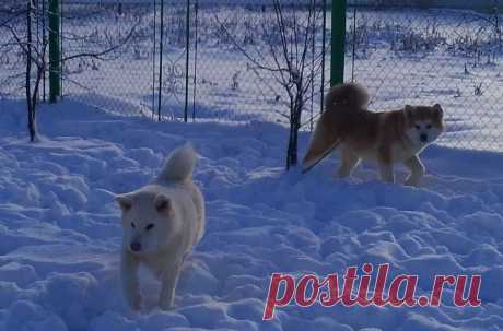 Наши детки Акита Ину