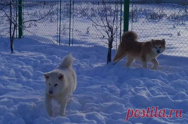Наши детки Акита Ину
