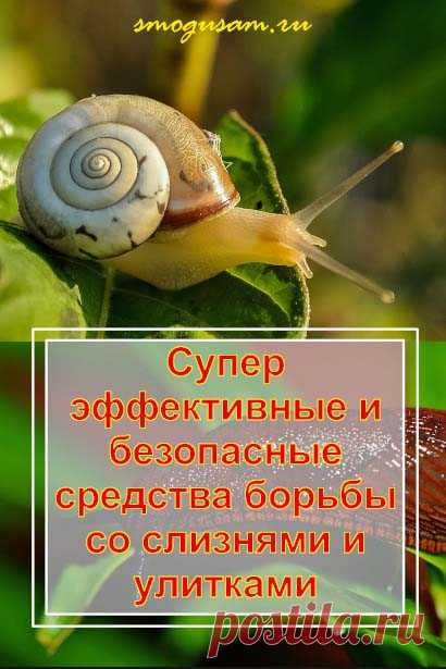 Как избавиться от слизней и улиток