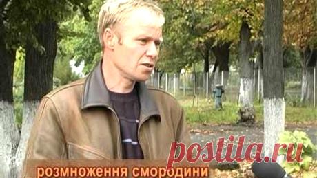 (1) Одноклассники