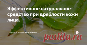 Эффективное натуральное средство при дряблости кожи лица. Сегодня я хотела бы поделиться с вами любимым рецептом, которым пользуюсь уже довольно долгое время. Основной ингредиент – это хорошо известный всем цветок алоэ, так называемый, «оконный доктор».
О своем личном опыте я напишу немного позже, а сначала хотелось бы вспомнить основные целебные свойства цветка алоэ. Несмотря на огромное изобилие различных косметических средств, сок алоэ остается одним