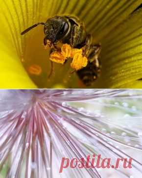 Макро обои на рабочий стол - страница 185