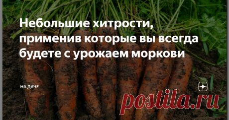 Небольшие хитрости, применив которые вы всегда будете с урожаем моркови Трудно представить огород без веселой зелени стройных рядков моркови? Витаминная, незаменимая, солнечная, простая в уходе, эта королева корнеплодов нуждается в правильном, своевременном «старте» и хотя бы минимальном внимании. Ухаживать нужно не столько за самой морковью, сколько за почвой, в которой она растет, формируется, вызревает. Выбрав сорта по вкусу и потребности, позаботившись о нескольких важ...
