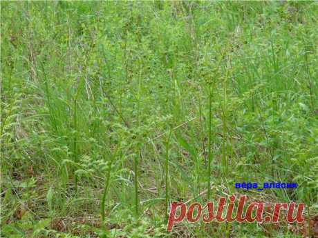 Папоротник Орляк.