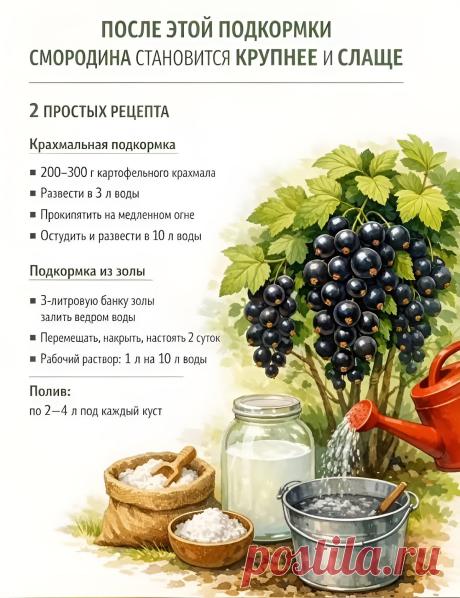 После этой подкормки смородина становится крупнее и слаще