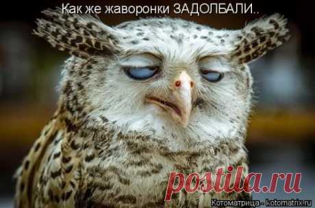 Картинки животных