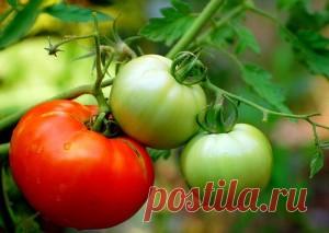 Урожайные сорта помидоров для Урала - Чудо-огород