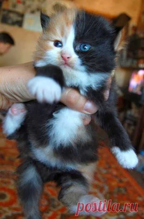 Симпампуля!!