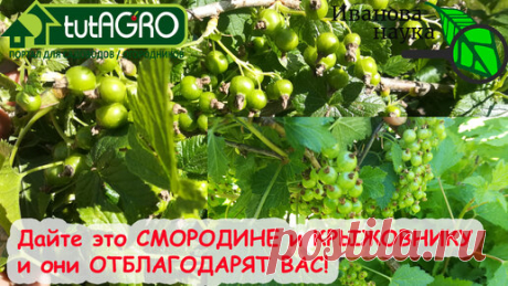 ТРИ ЧАЙНЫХ ЛОЖКИ НА ВЕДРО - И СМОРОДИНА КРУПНАЯ, СЛАДКАЯ, УРОЖАЙНАЯ! Подкормка смородины на налив! Смородина ПРОСТО ПРЕТ - проверено годами! | Иван Русских | Дзен