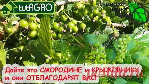ТРИ ЧАЙНЫХ ЛОЖКИ НА ВЕДРО - И СМОРОДИНА КРУПНАЯ, СЛАДКАЯ, УРОЖАЙНАЯ! Подкормка смородины на налив! Смородина ПРОСТО ПРЕТ - проверено годами! | Иван Русских | Дзен