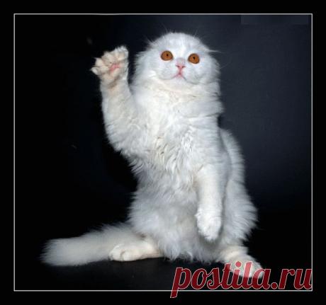 Плейкаст «Уши ..лапы..хвост...»