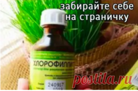 «Хлорофиллипт»: цена вопроса — копейки! 15 проверенных временем рецептов — PROKulinaroff