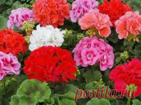 ЛЕКАРСТВЕННЫЕ СРЕДСТВА ГЕРАНИ.