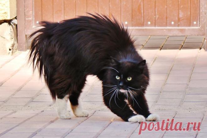 кот / Поиск по тегам / CATFOTO.COM фотографии кошек и котят, дикие кошки, блоги любителей кошек