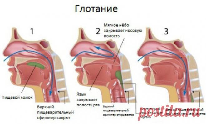 Если что-то застряло в горле — воспользуйся приемом Геймлиха