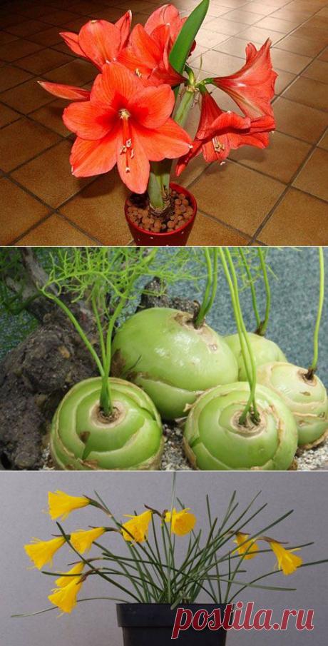 - Луковичные растения