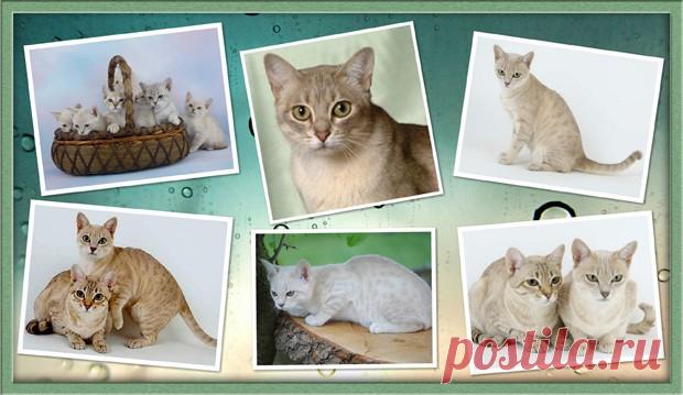 Австралийский Мист или Дымчатая кошка >>>