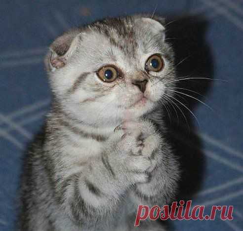 Клянусь!... Это не я.....Рыбки из аквариума сами убежали....