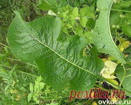 Если сильно болят колени