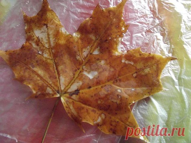 Скелет листа . - Поделки с детьми | Деткиподелки