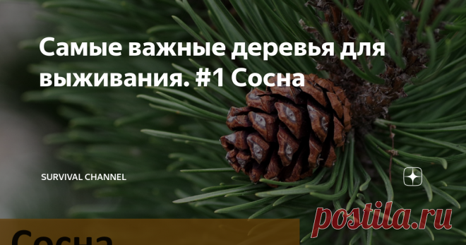 Самые важные деревья для выживания. #1 Сосна Это дерево обеспечит вас первоклассной растопкой,  веревками, шерстью, вкусным витаминным чаем и первоклассным антисептиком.
