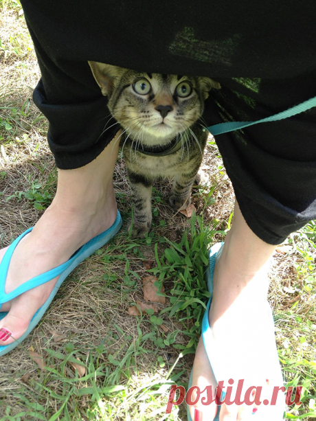 "Сдаюсь! Унесите меня домой!": Эти глаза кошек, которые вышли на улицу первый раз в жизни (+смешные фото) | Лариса Кречетова | Яндекс Дзен