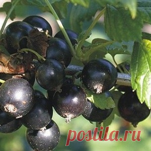 ПРОСТОЙ И НЕ ТРУДОЕМКИЙ СПОСОБ ВЫРАСТИТЬ РАССАДУ.