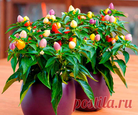 Комнатное растение Капсикум (Capsicum). Капсикум (мексиканский перец) привлекает внимание необычными плодами красного, желтого и фиолетового цвета. Ради них растение и держат в домашних условиях. Чаще всего его выбрасывают, когда плоды отваливаются. Однако если обеспечить капсикуму прохладную зимовку, растение можно выращивать как многолетник. Цветение происходит летом, белыми или фиолетовыми цветками диаметром до 3 см.