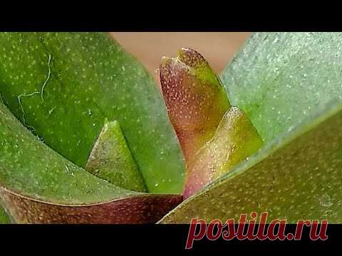 СРАЗУ орхидеи ЗАВЯЖУТ БУТОНЫ! корни орхидей НЕ УЗНАТЬ! листья ПЛОТНЫЕ! ПАЛОЧКА для орхидей!