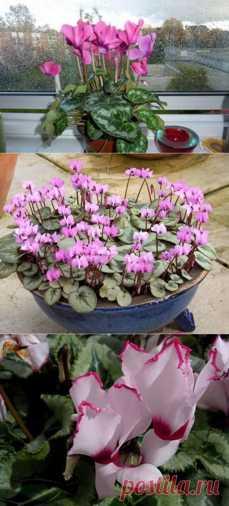 Цикламен - цветок гордости и самоуважения.