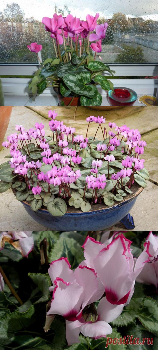 Цикламен - цветок гордости и самоуважения.