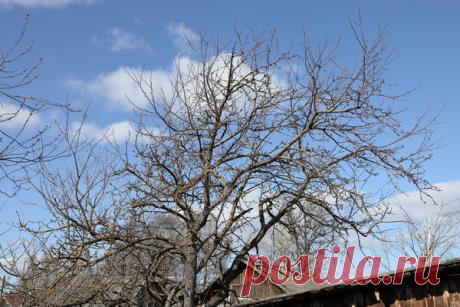 Как омолодить старую яблоню