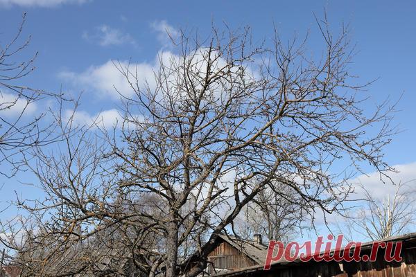 Как омолодить старую яблоню