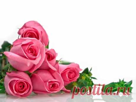 розовые розы