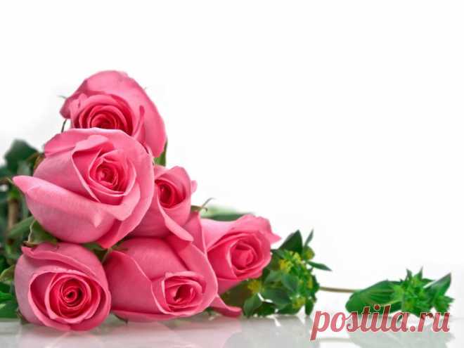 розовые розы
