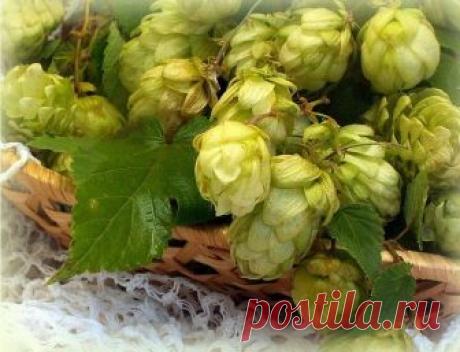 «Хмельные» рецепты Вам в помощь! 
Наши предки применяли хмель с древних времен. Из него делали квас, закваску для хлеба и, конечно же, пиво. Это неприхотливое растение не требует особых условий и быстро растет, поэтому у наших предко…
