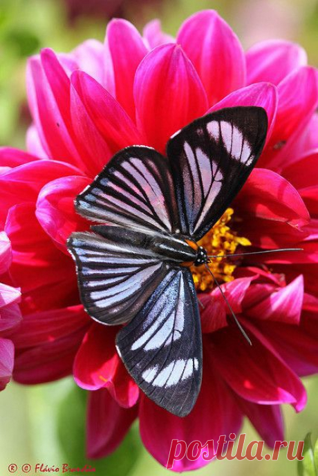 .beautiful #butterflies | Wings