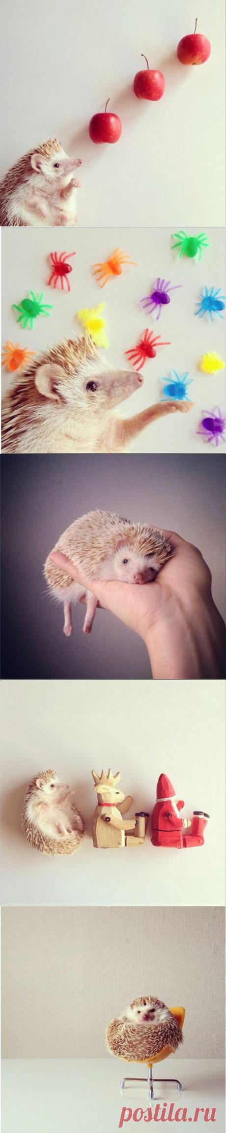 Самый милый ёжик из Instagram : НОВОСТИ В ФОТОГРАФИЯХ