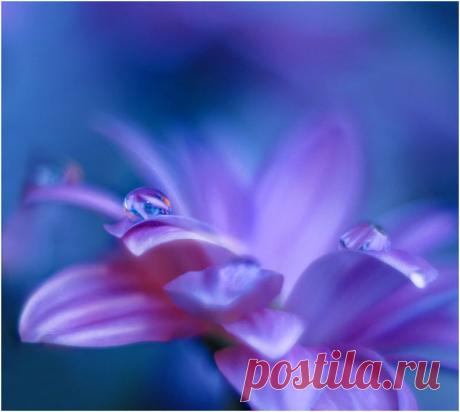 GOTA