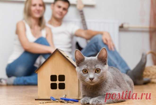 Десять веских причин завести кота или кошку.