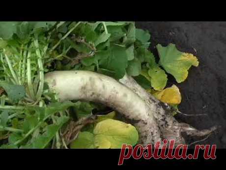 Дайкон сорт ДРАКОН, описание, опыт выращивания