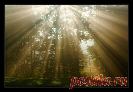 Rays