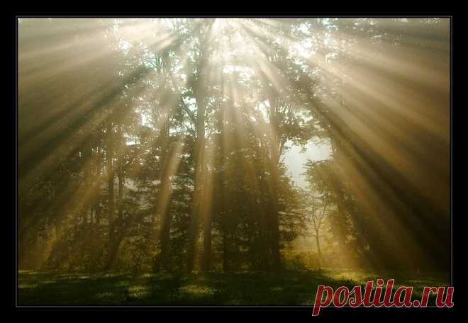 Rays