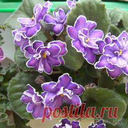 Элегантный модник антуриум