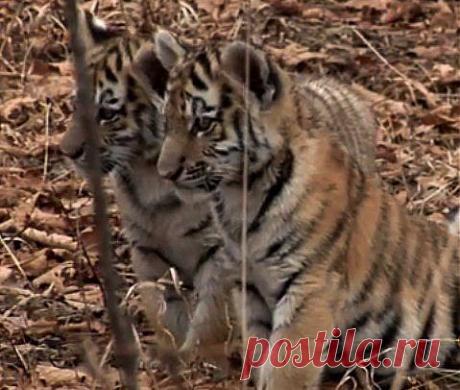 Тигрята | На краю земли
Знакомство с миром.
Каждому ребёнку и каждому тигрёнку когда-то приходится знакомится с миром в котором он живёт.
Для маленьких тигрят родной дом тайга и однажды мама-тигрица выводит их в “свет” - себя показать и на других обитателей тайги посмотреть.