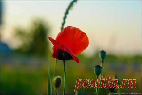 Фотопрогулки. Закатные маки