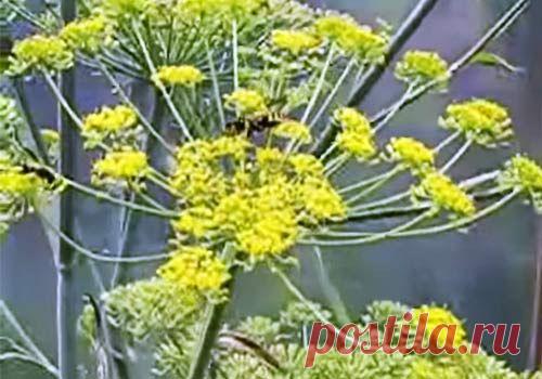 Лечебные свойства укропа аптечного | Вся альтернативная медицина