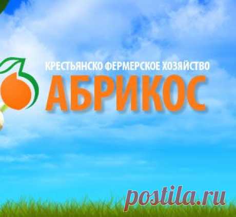 груша «Перун» саженец