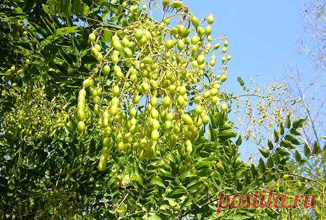 Софора японская при псориазе - способы применения. Софора японская и псориаз. Применение софоры японской в лечении псориаза, рецепты и мази на ее основе. Способы применения при псориазе.